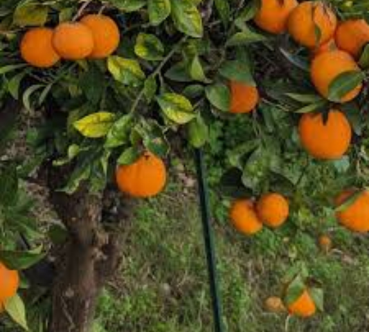 Arancio Thomson v20 cm