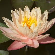 Nymphaea Mangkala Ubol - in produzione