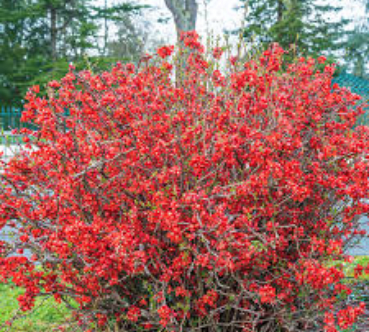 CHAENOMELES JAPONICA rossa v20 cm alto