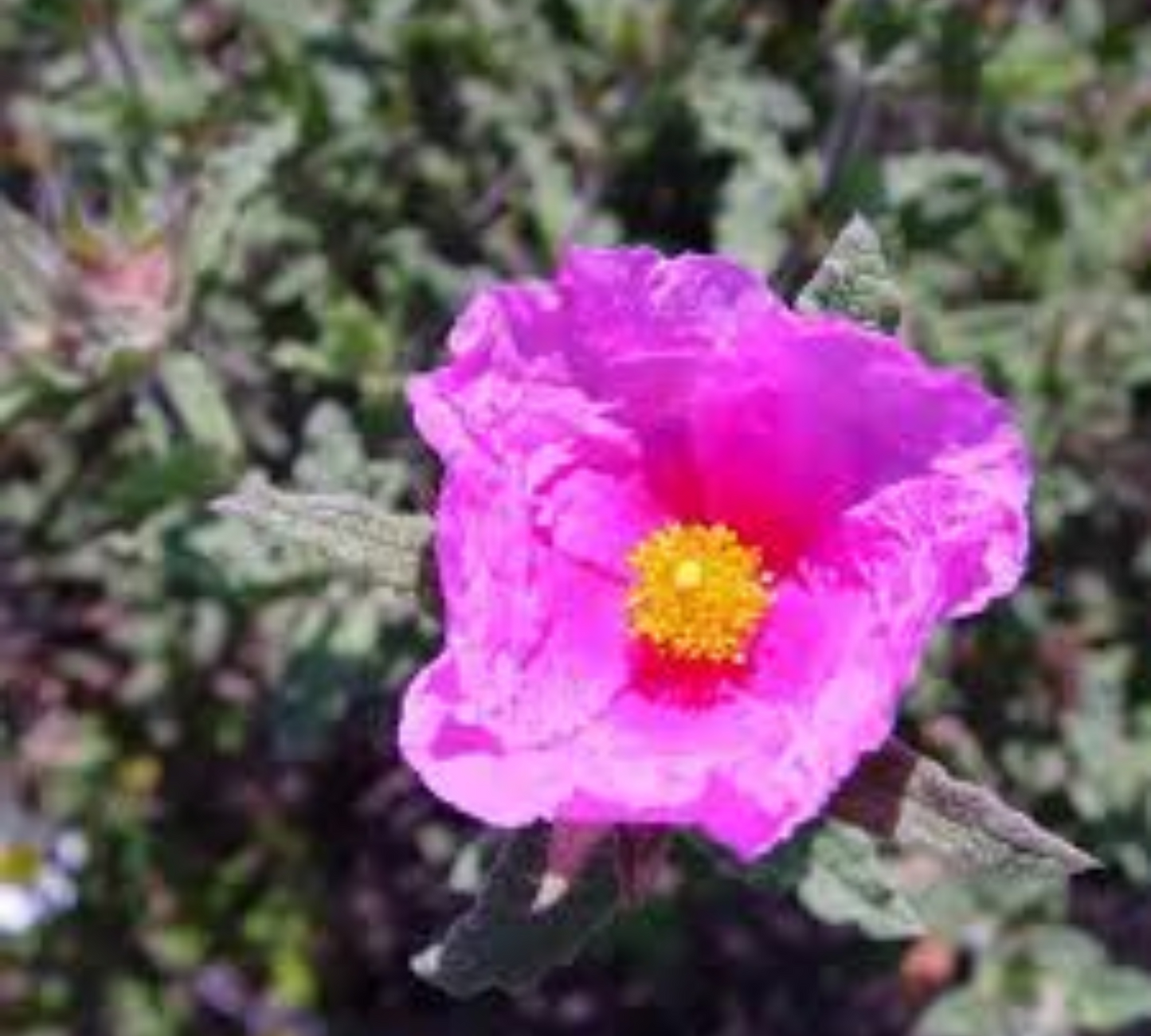 Cistus crispus (fiore rosa)