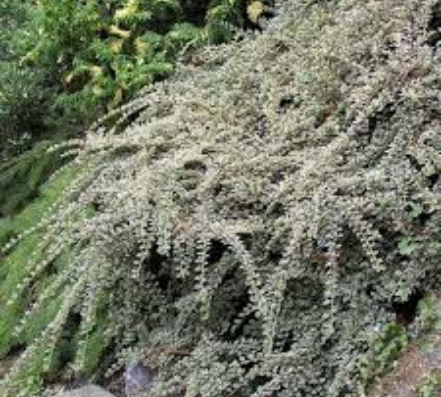 COTONEASTER HORIZONTALIS v20 cm