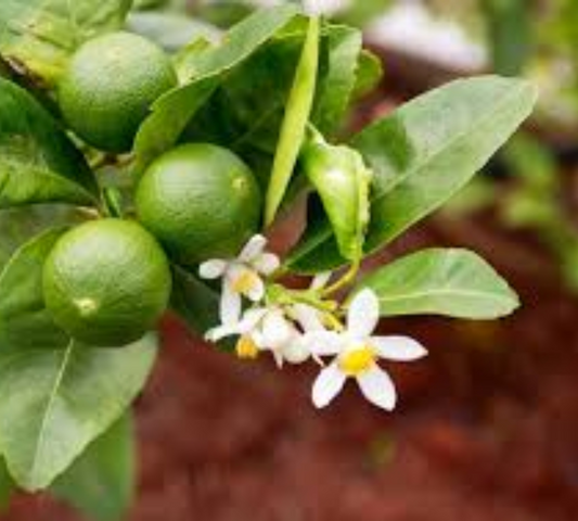 Lime v20 cm
