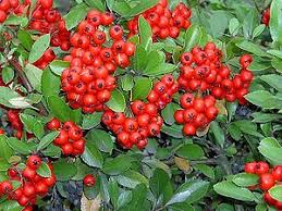 Crataegus