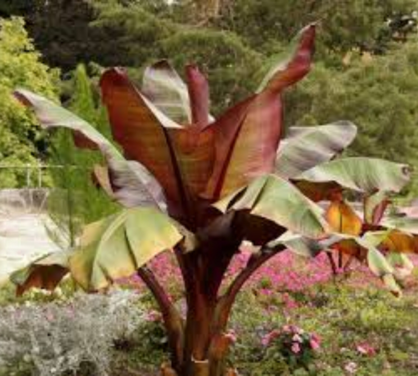 Musa Red Dacca v35 cm