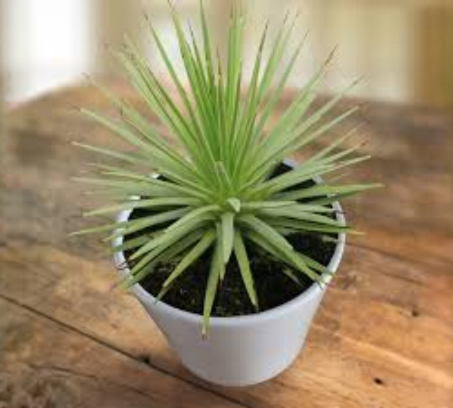 Agave stricta nana V14 cm