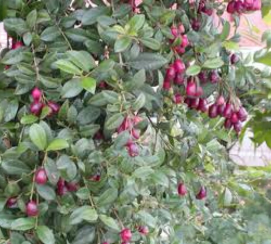 EUGENIA new port v30 cm