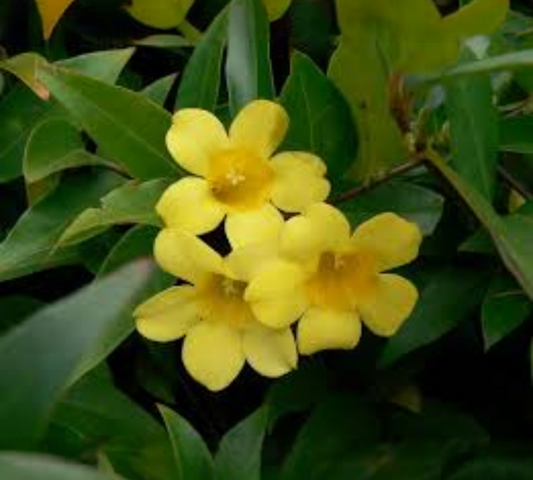 Gelsomino oficinalis v20