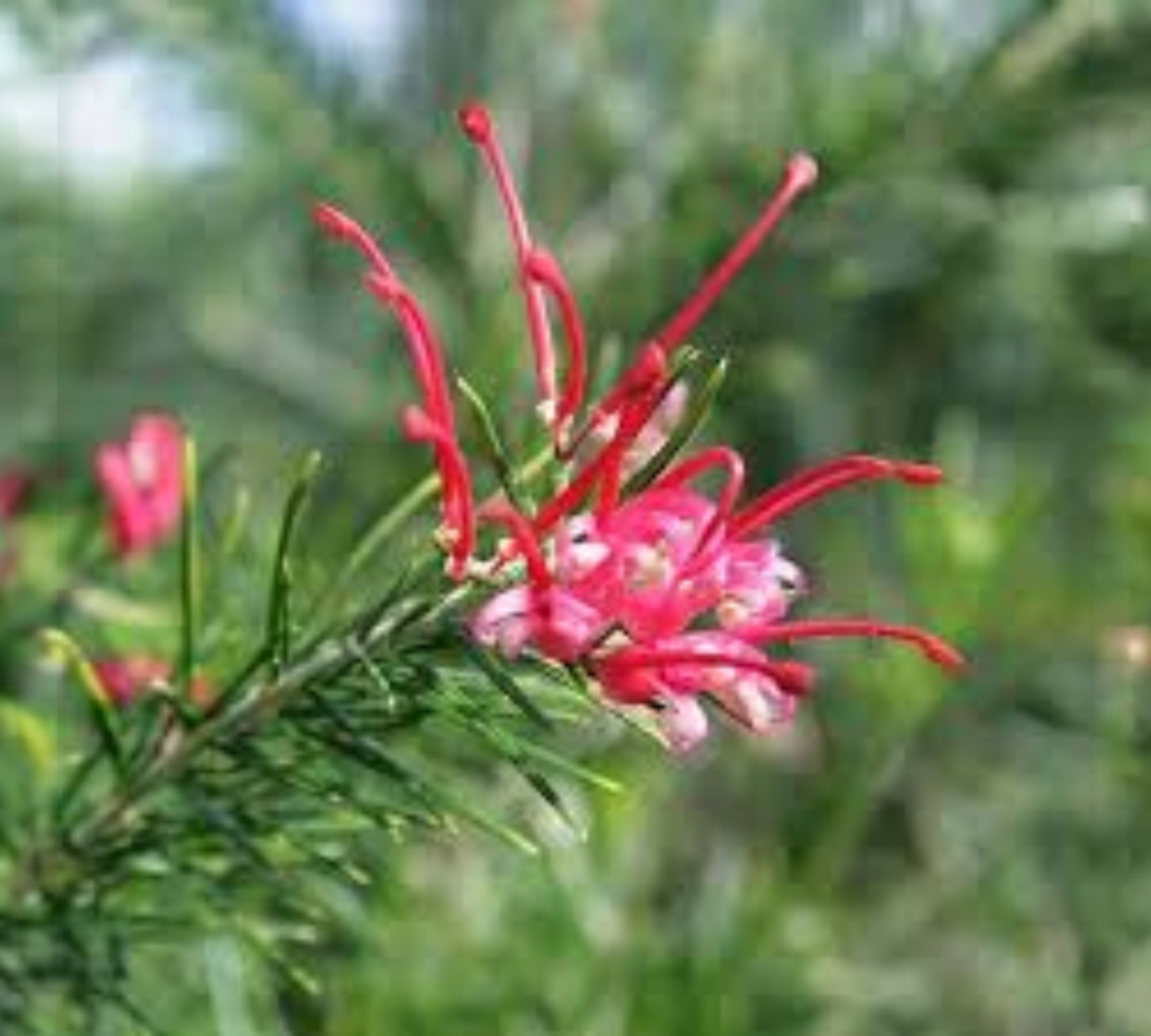 GREVILLEA JUNIPERINA v18 cm