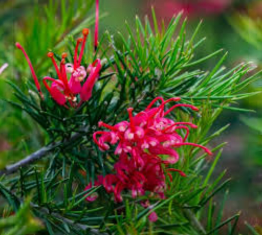 GREVILLEA JUNIPERINA v18 cm
