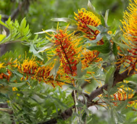 Grevillea robusta Ht200cm v35 cm