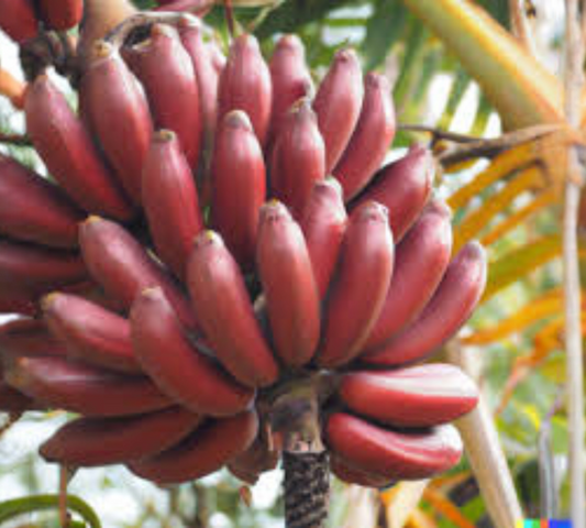 Musa Red Dacca v35 cm