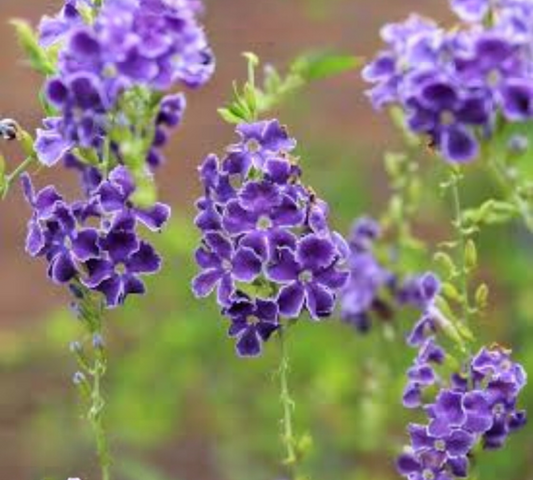 duranta