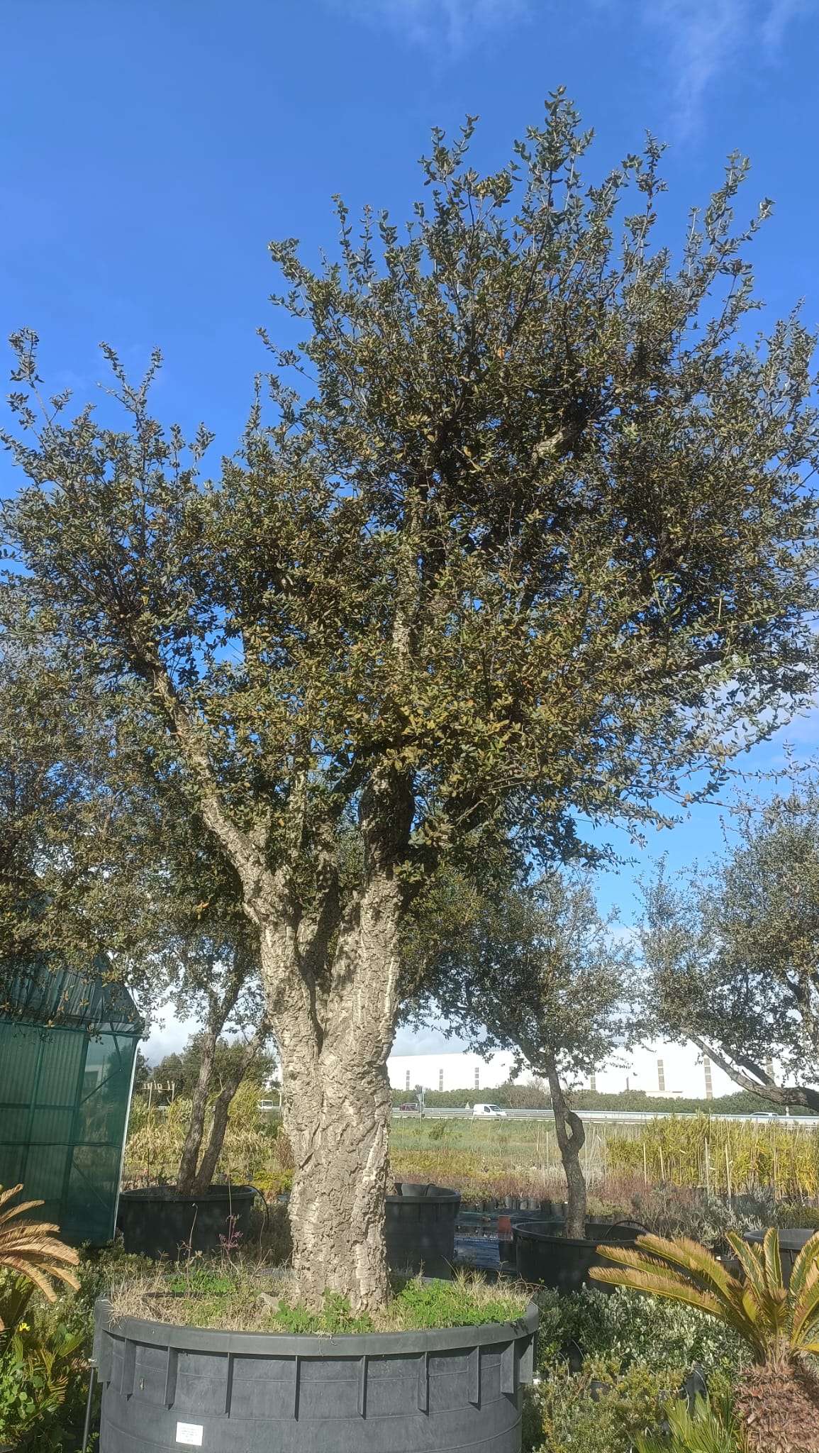 Quercus suber esemplari grandi varie dimensioni