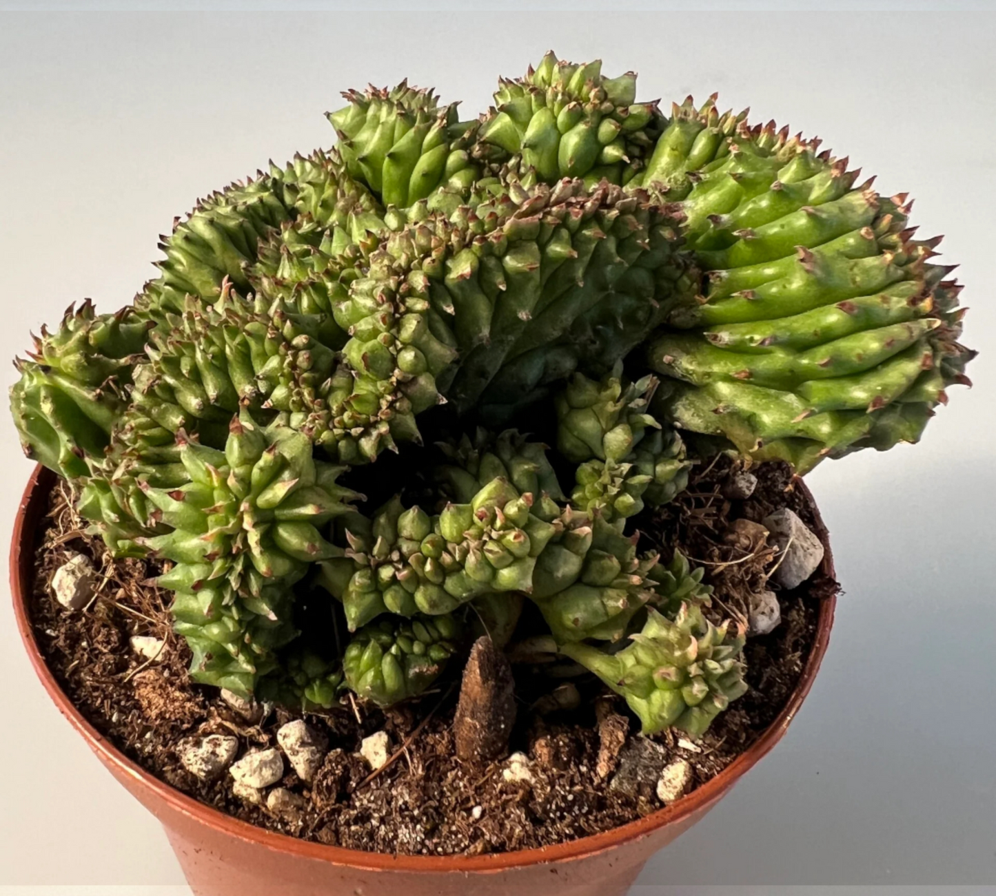 Euphorbia horrida crestata V14 cm