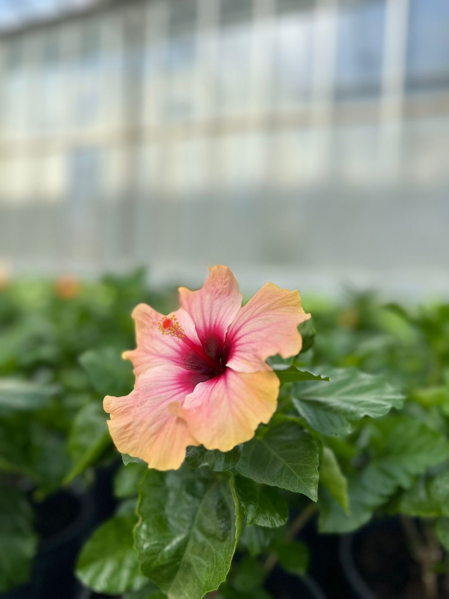 Hibiscus rosasinensis