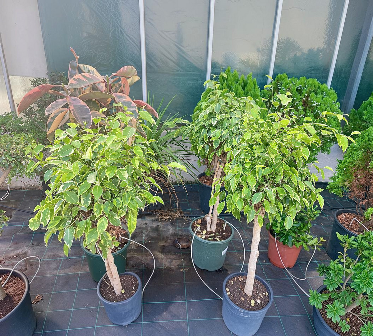ficus benjamina saantha