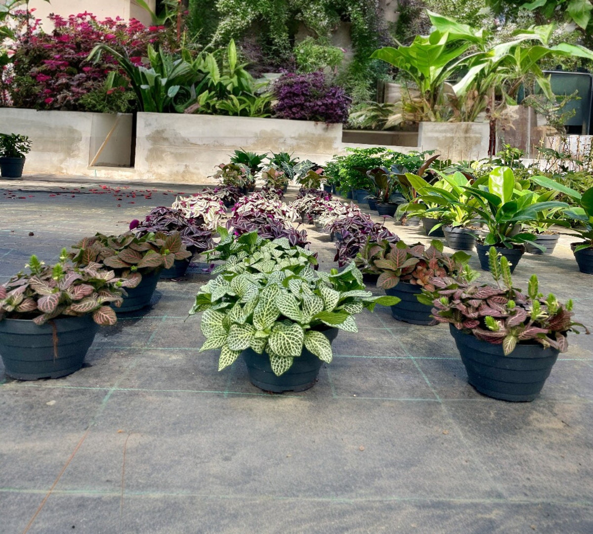 fittonia