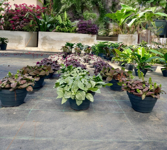fittonia