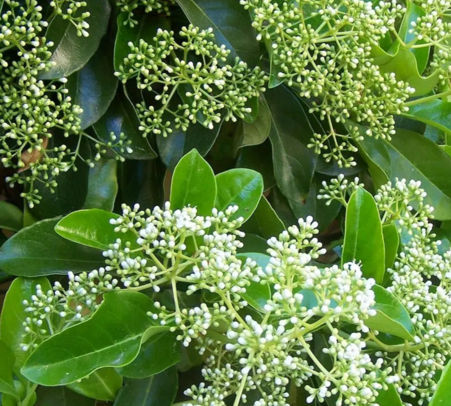 Viburnum lucidum diam v24 cm