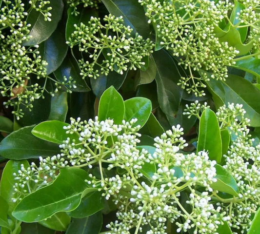 Viburnum lucidum diam v24 cm