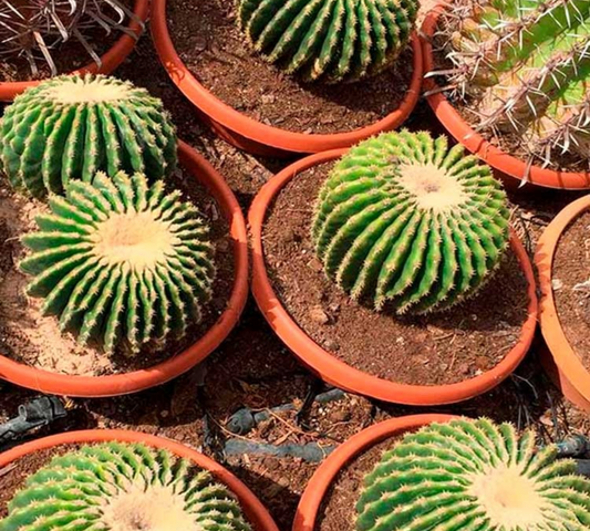 Echinocactus grusonii inermis V14 cm