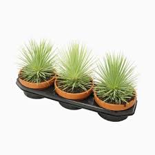 Agave stricta nana V14 cm