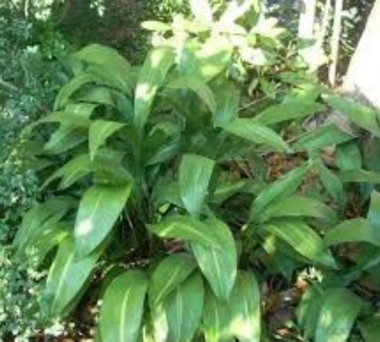 Aspidistra v18 cm