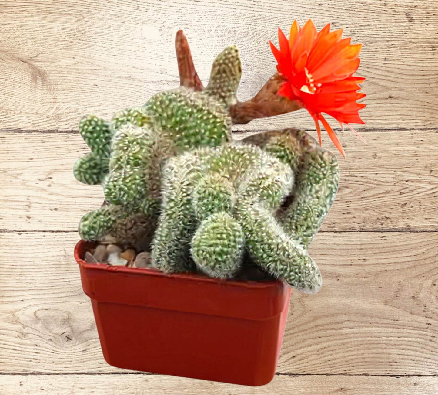 Chamaecereus silvestrii crestatat V14 cm