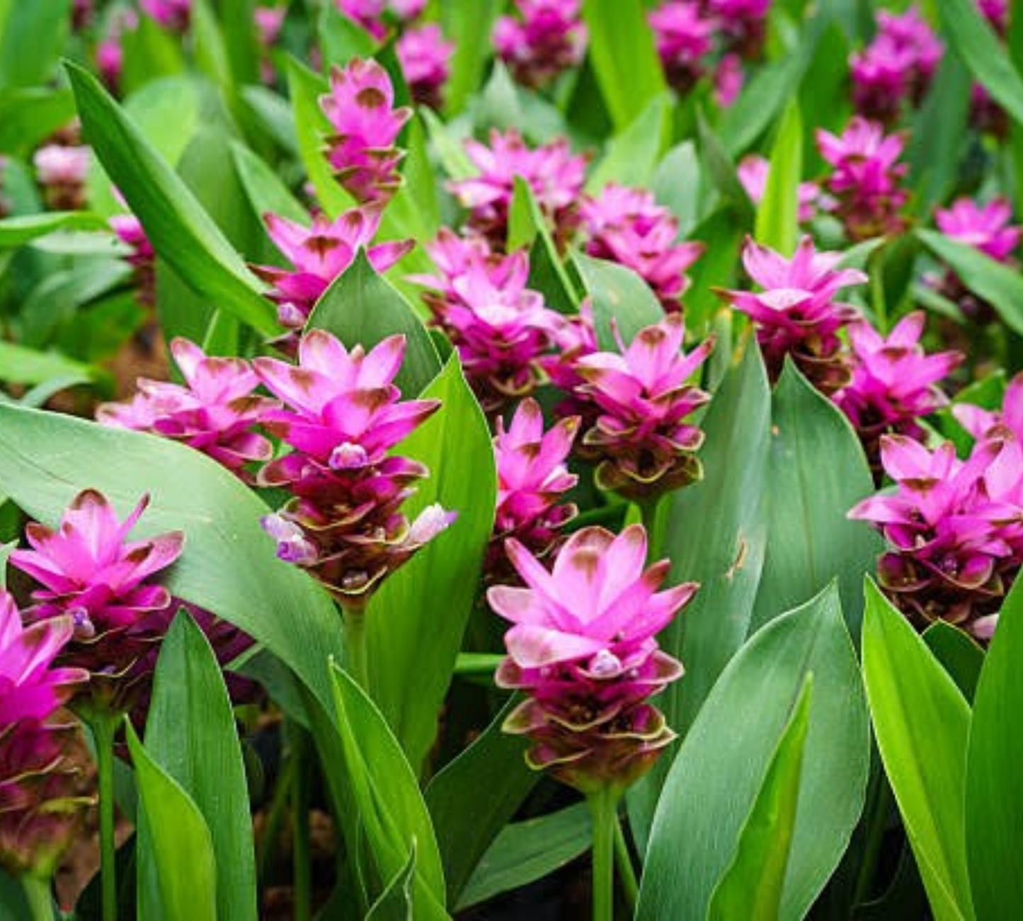Curcuma v17 cm
