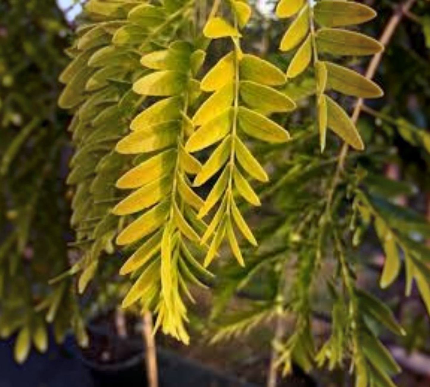 Gleditsia triacanthos 'Sunburst' Vaso 40 cm — Fusto 10/12
