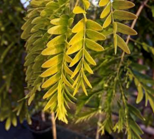 Gleditsia triacanthos 'Sunburst' Vaso 40 cm — Fusto 10/12