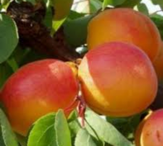 Albicocco Bulida v20 cm