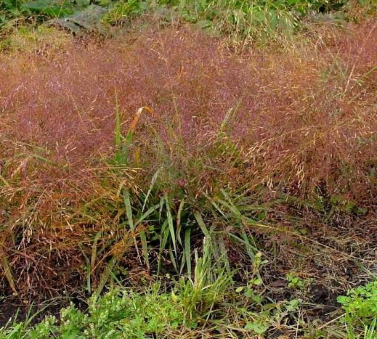 Eragrostis Spectabilis v17 cm
