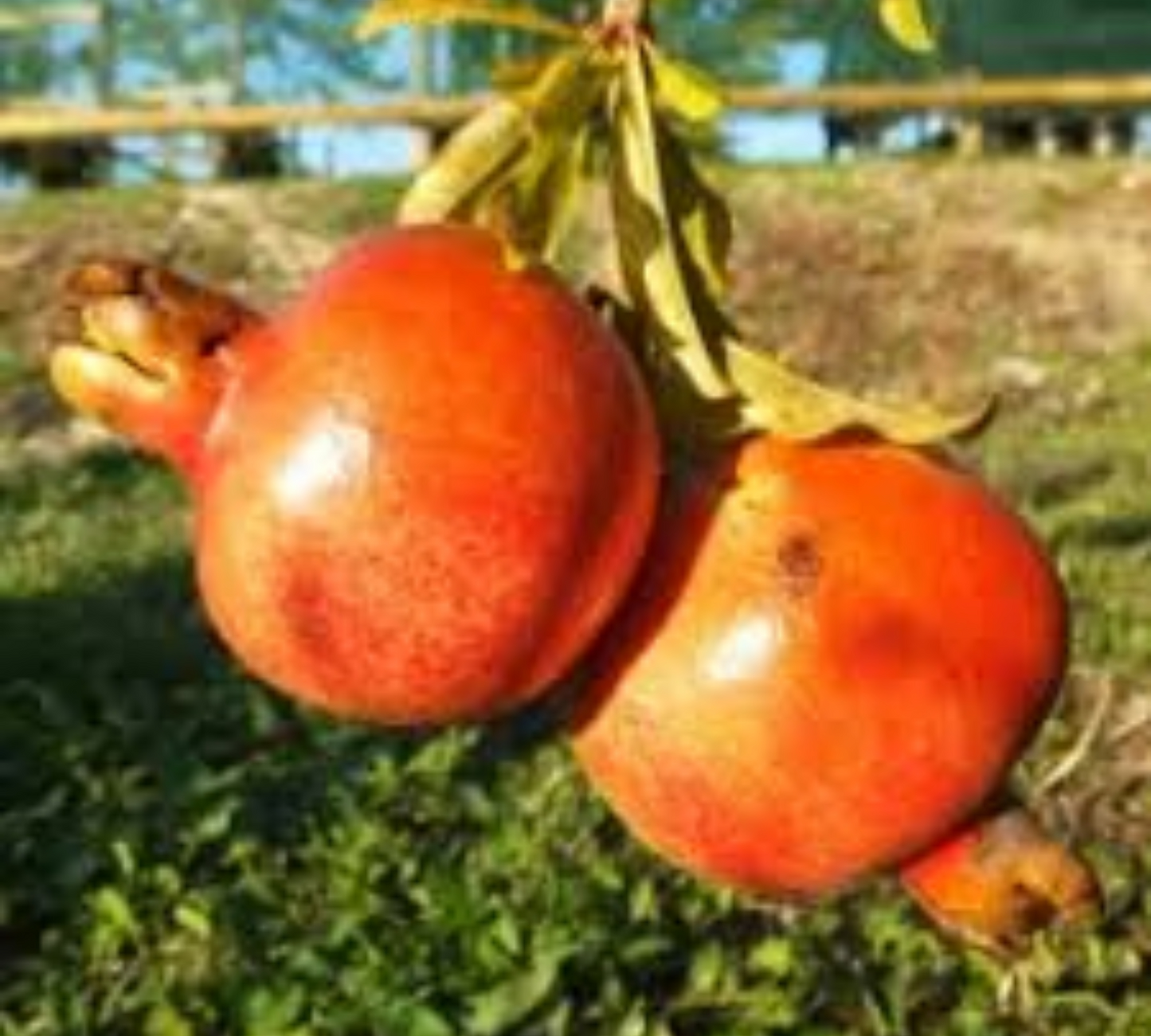 Melograno Dente di Cavallo v22 cm