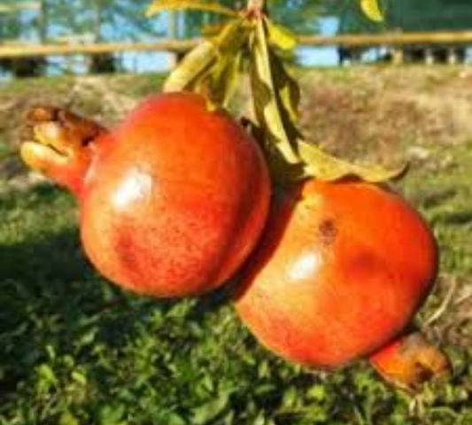 Melograno Dente di Cavallo v22 cm