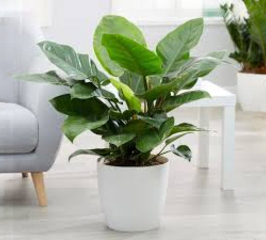 Philodendrum imperial green v17 cm