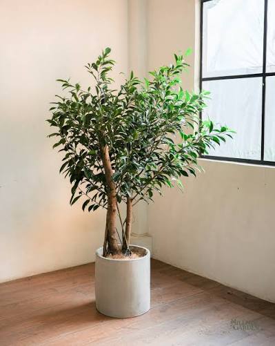 Ficus Nitida