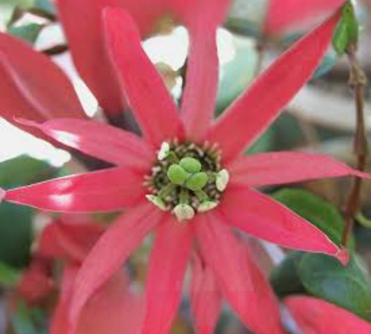 Passiflora racemosa v18 cm