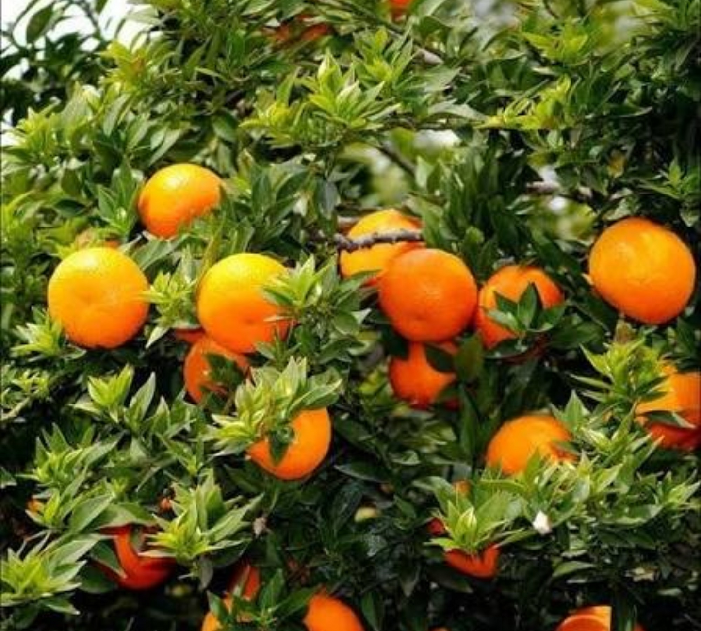 Mandarino Citrus reticulata h 130-150 cm c15 L