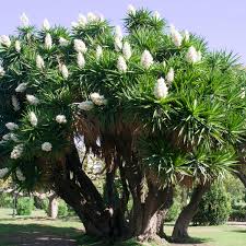 Yucca Elephantipes v17 cm