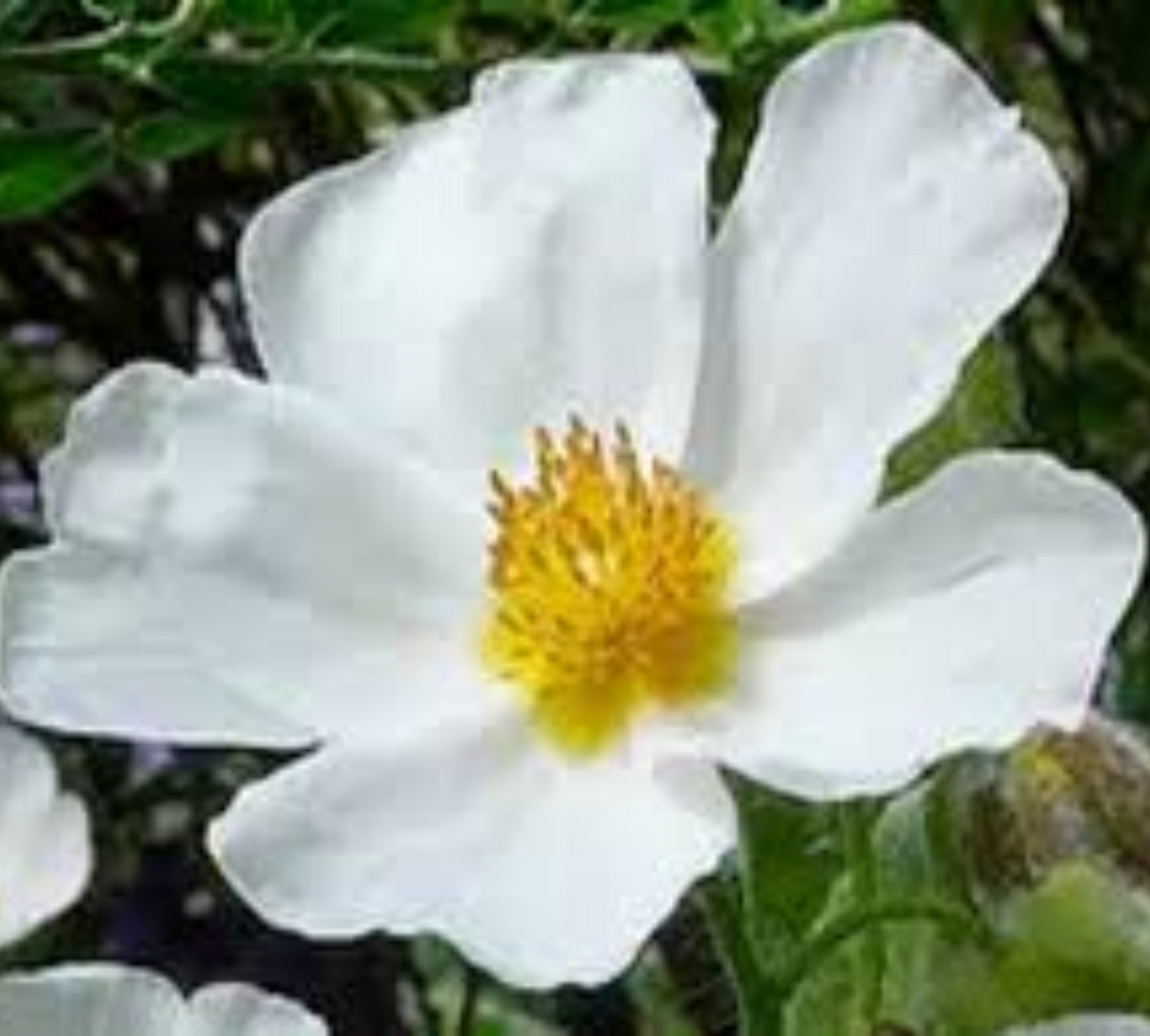Cistus