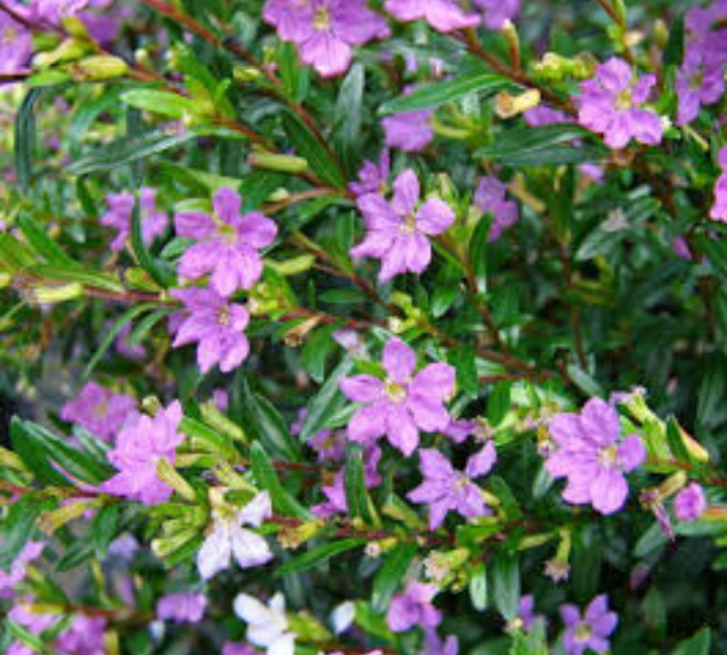 CUPHEA HYSSOPIFOLIA LILLA