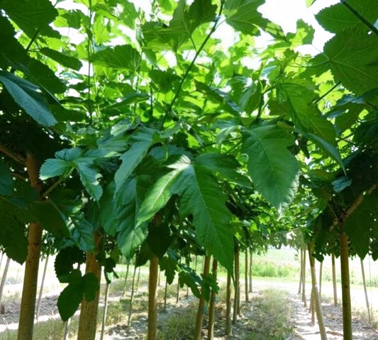 Gelso a Foglia di Platano – Morus platanifolia 12/14 v40 cm