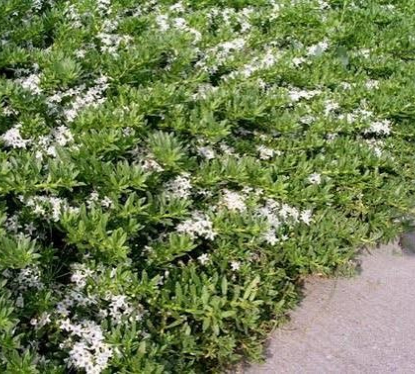 Myoporum v24 cm