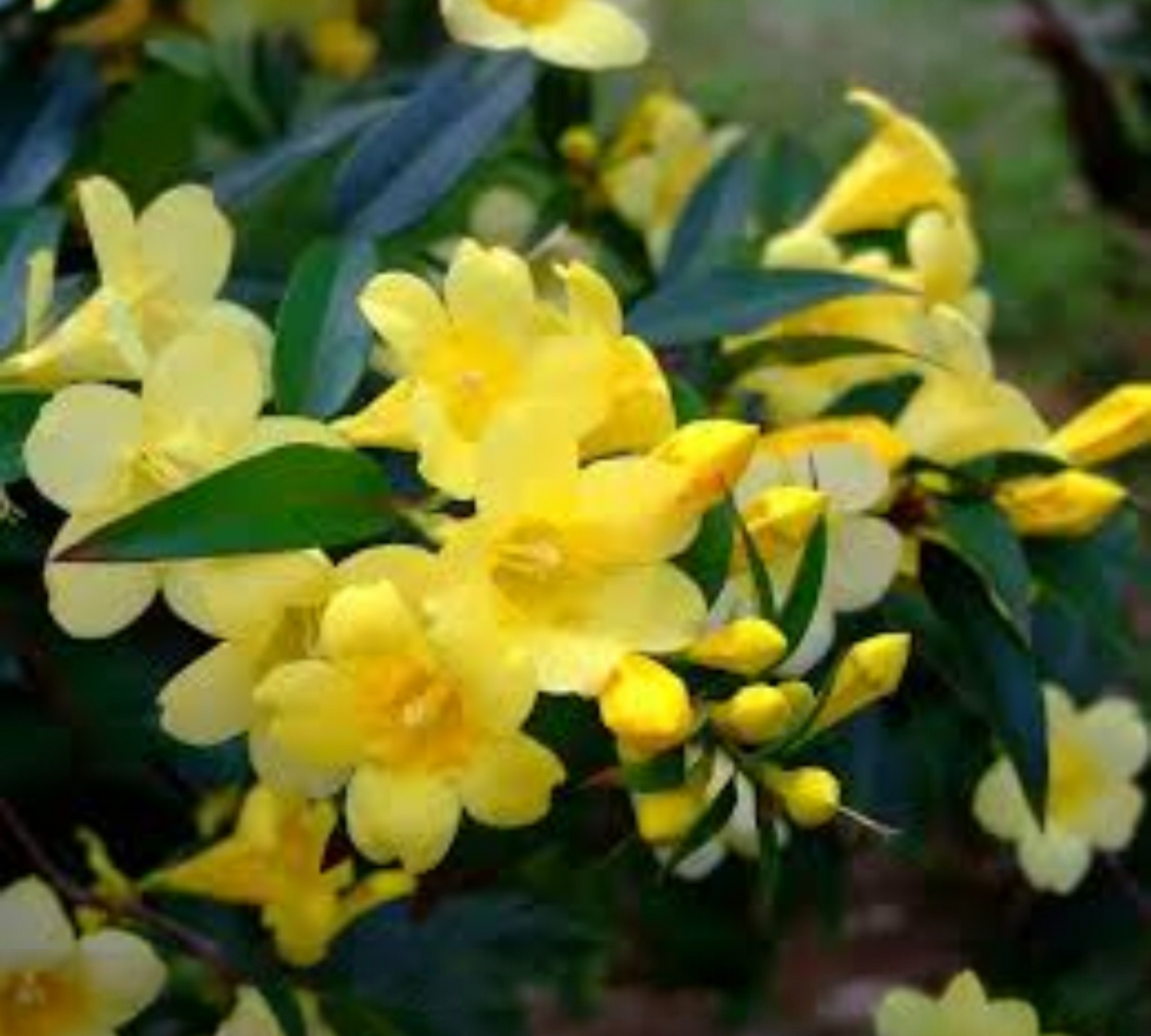 Gelsomino sempervirens v20