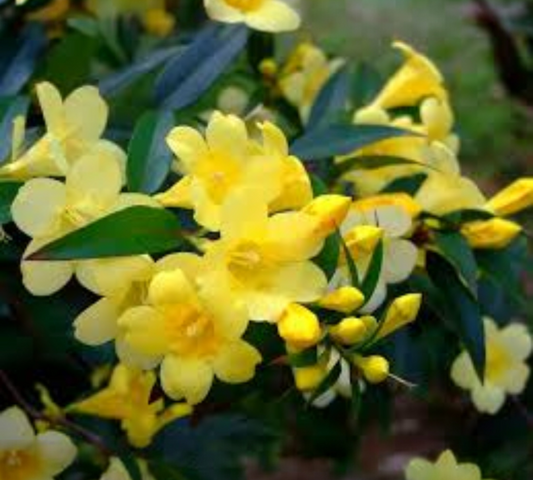 Gelsomino sempervirens v20