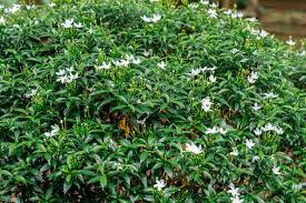 Gelsomino sambac v20