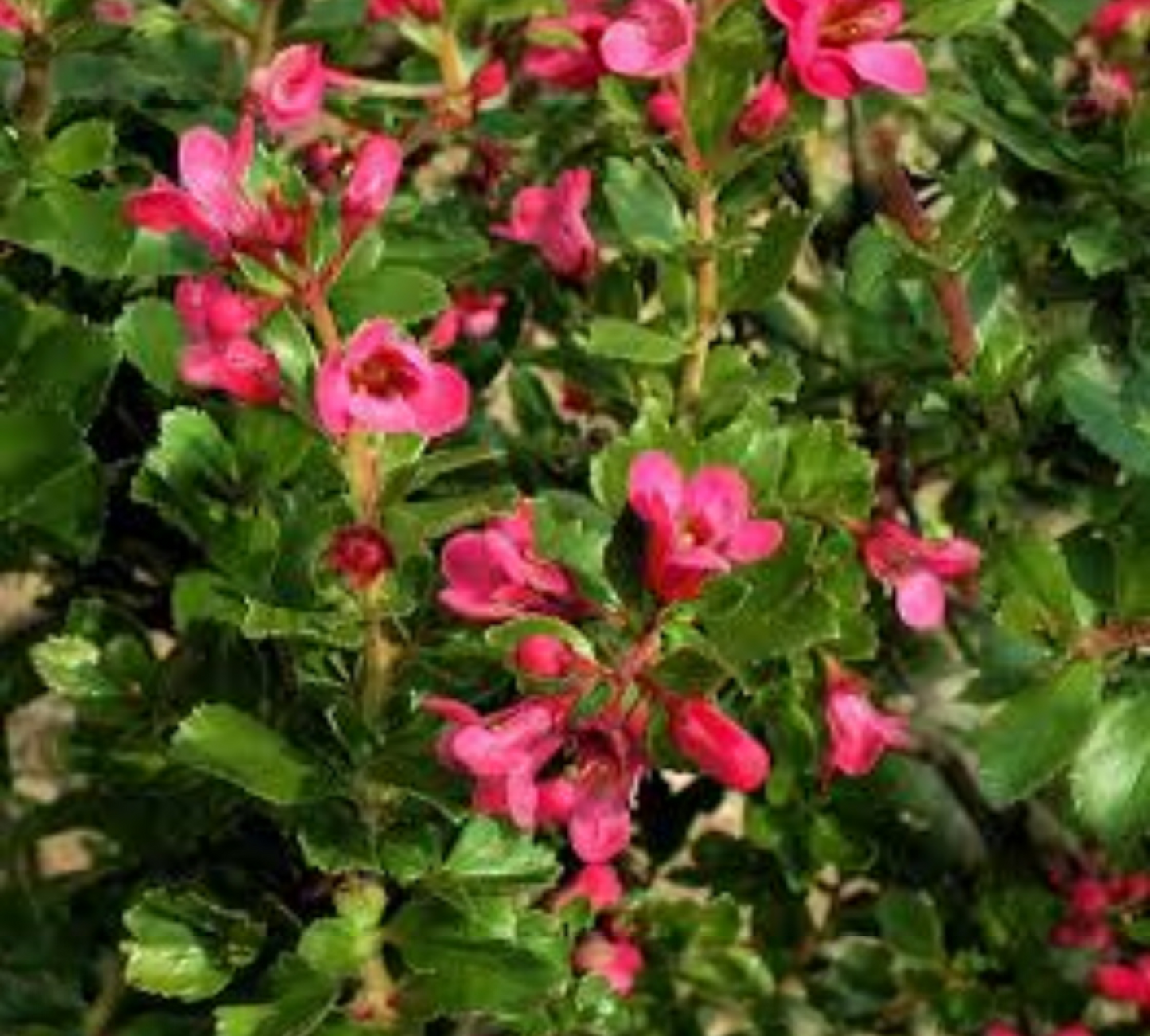 Escallonia