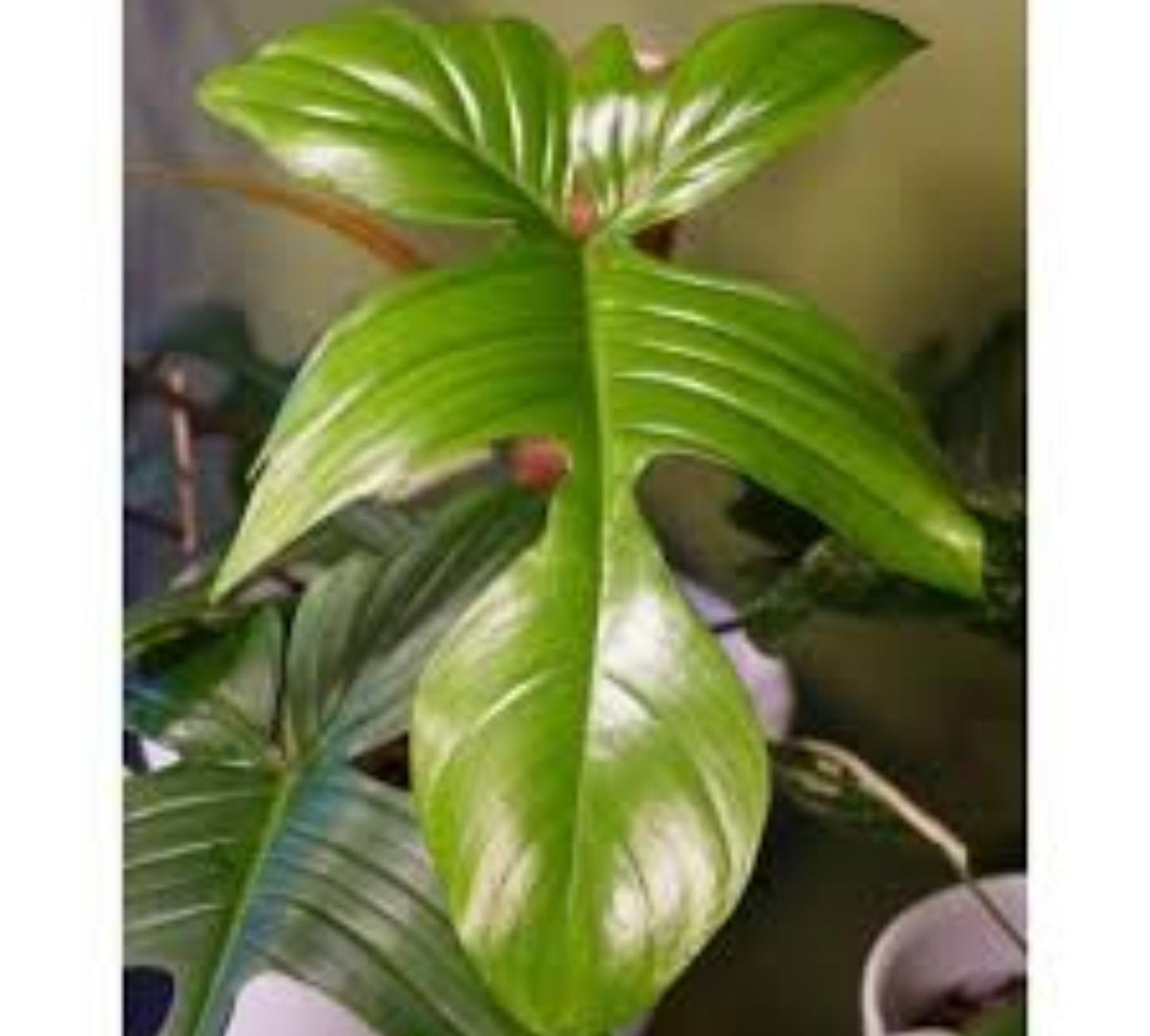 Philodendron ghost-in produzione