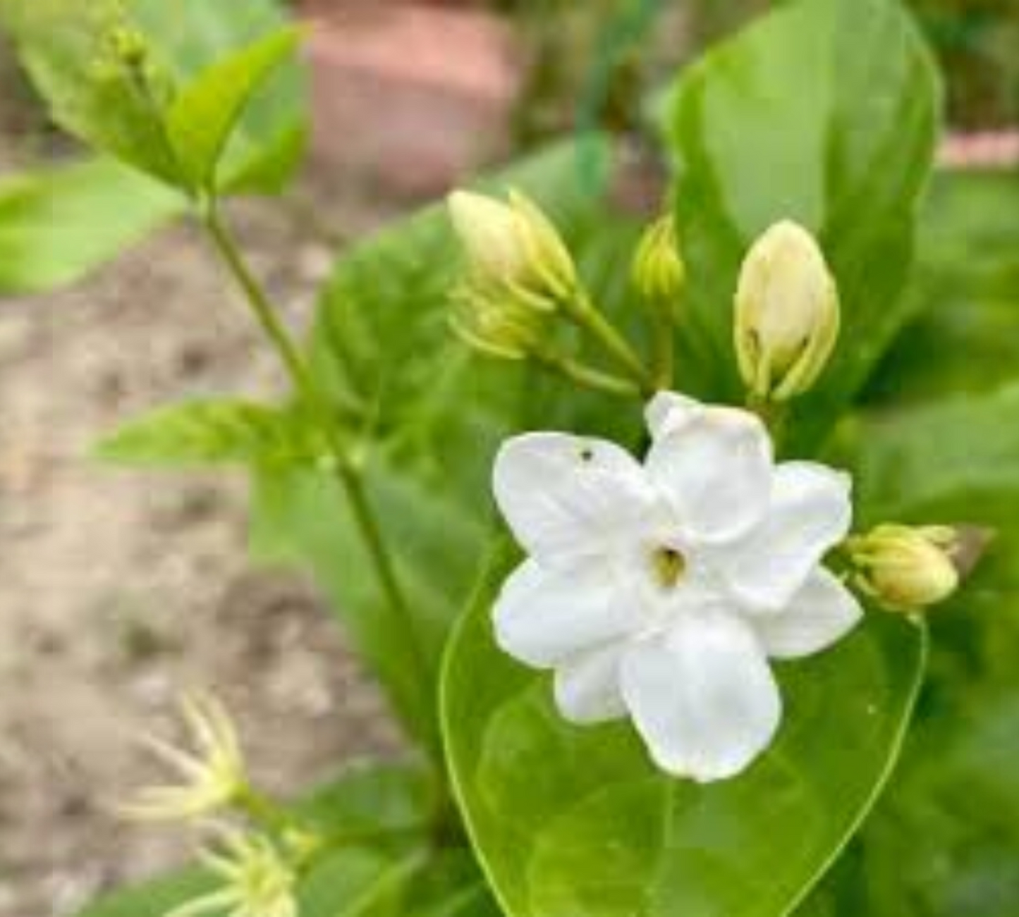 Gelsomino sambac v20